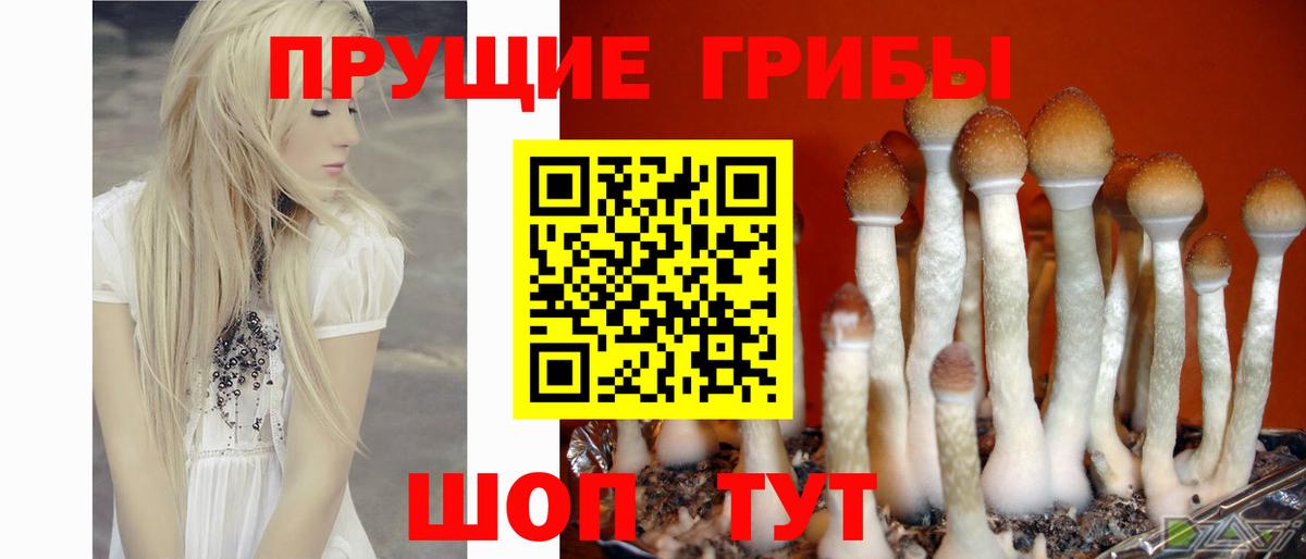 Касимов  Галлюциногенные грибы Psilocybe  Вход с VPN  Галлюциногенные грибы Cubensis 